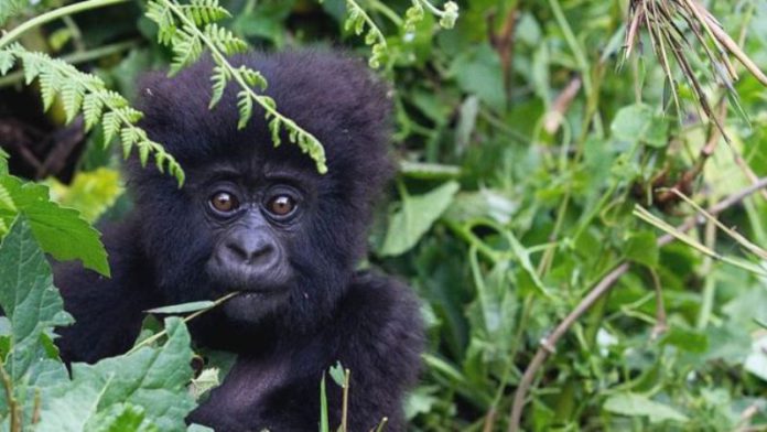 Ape