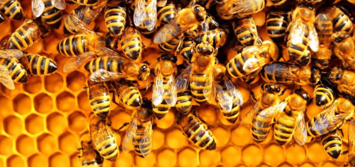 Bees