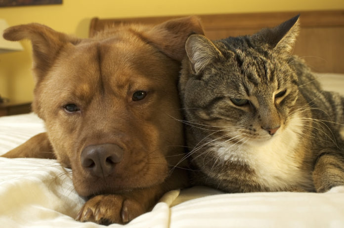 Dog and cat relaxing