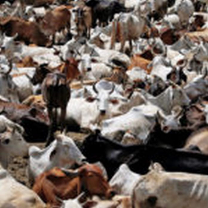 cows-150x150 (Copy)