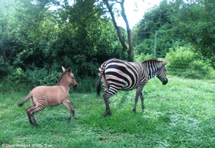 The zebra and her baby zonkey. The zebra and her baby zonkey.