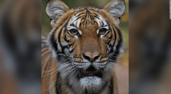 tiger tiger