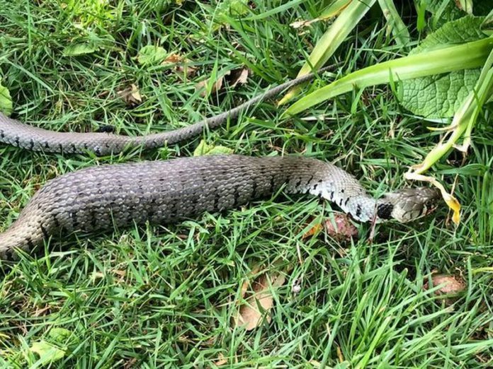 EX-eEYcXkAAPN2j (Copy) snake