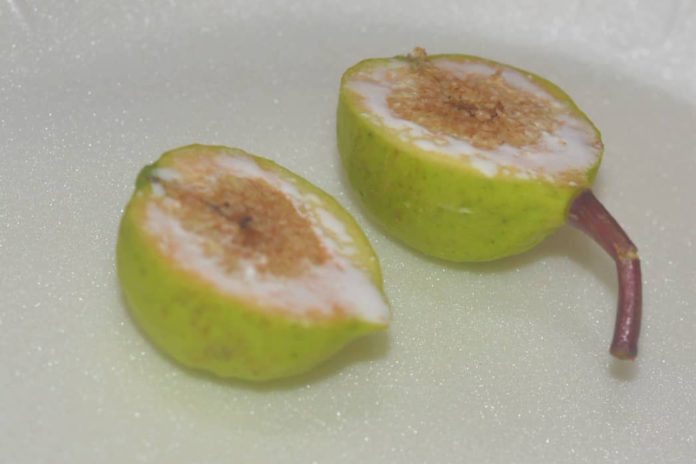 Kumasi apple