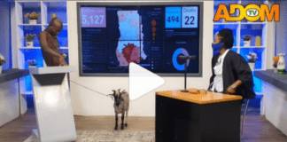 AY Poloo brings a goat live on Adom TV's Badwam Ahosepe show with Sister Sandy