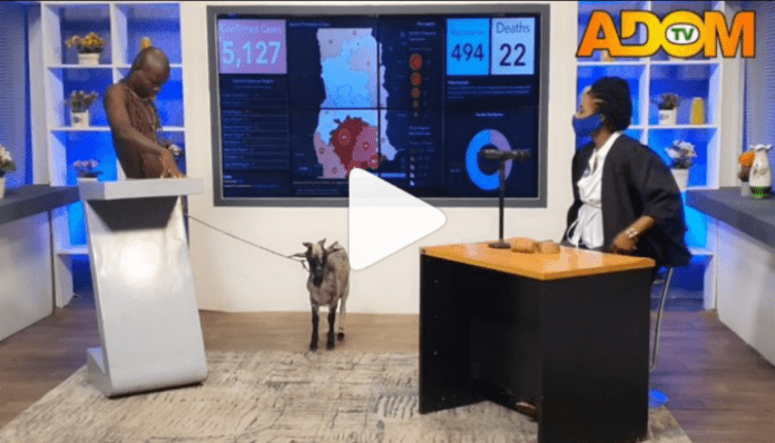 AY Poloo brings a goat live on Adom TV's Badwam Ahosepe show with Sister Sandy AY Poloo brings a goat live on Adom TV's Badwam Ahosepe show with Sister Sandy