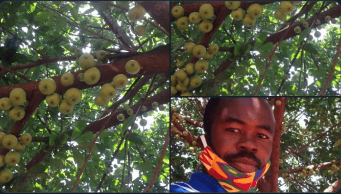 Ghanaians react as "apple tree" produces fruits after 5 years in Kumasi Ghanaians react as "apple tree" produces fruits after 5 years in Kumasi