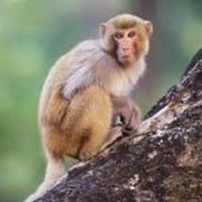 monkey-150x150 (Copy)