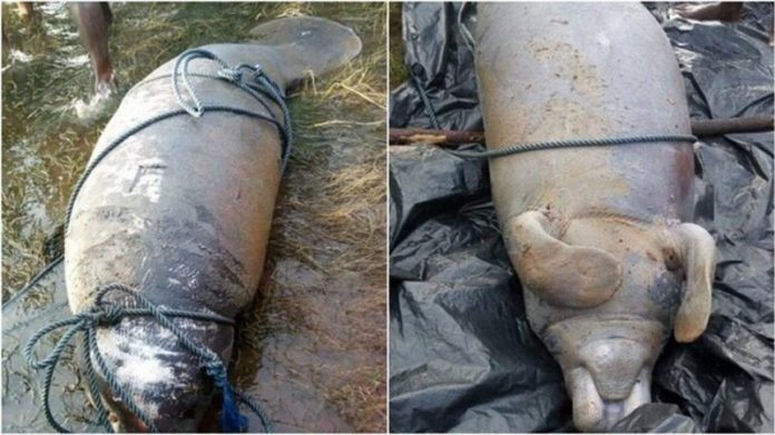 The creature which looks like Manatee Sea Cow was eventually killed and meat shared The creature which looks like Manatee Sea Cow was eventually killed and meat shared