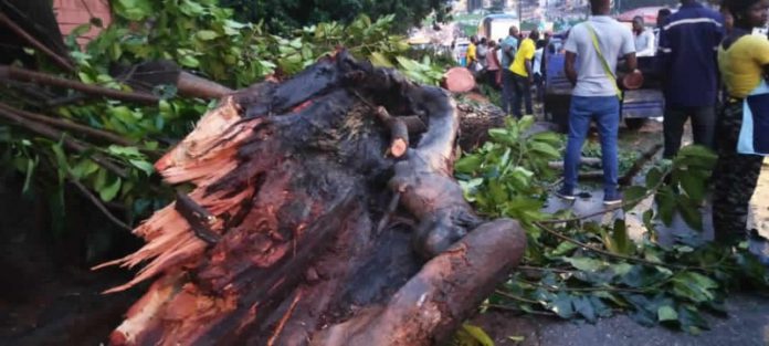 Taxi-driver (Copy) tree fell on driver