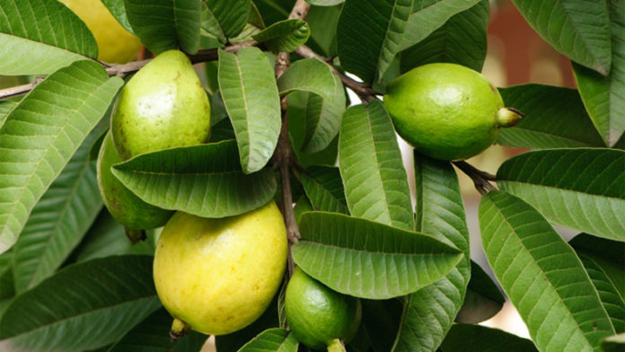 guava