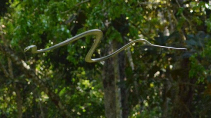 flying snake flying snake