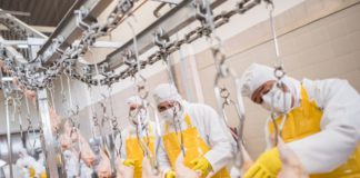 coronavirus meat factory