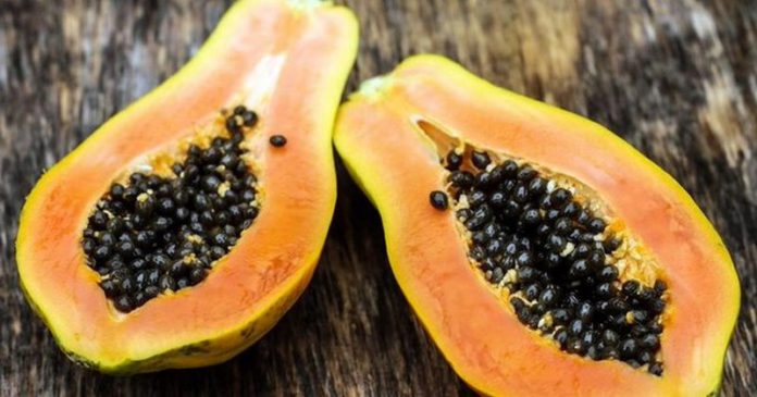 pawpaw seeds pawpaw seeds