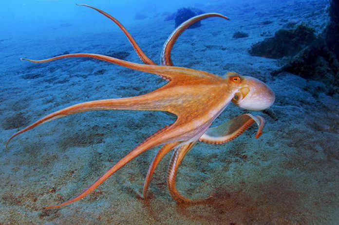 Octopus Octopus