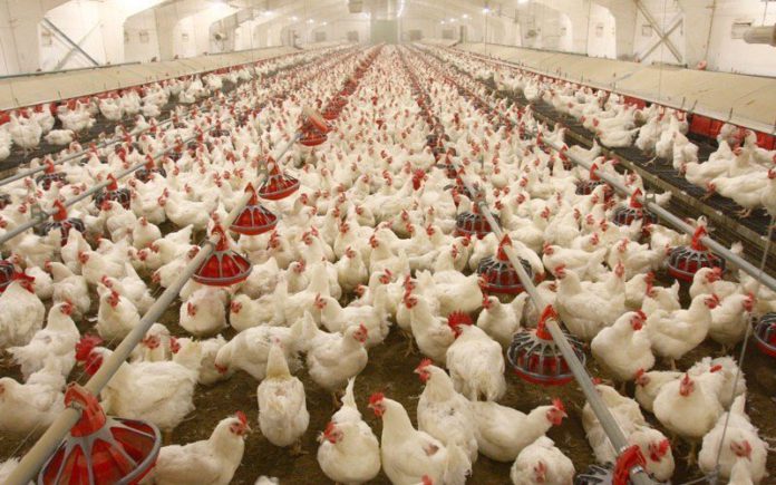 Poultry farm