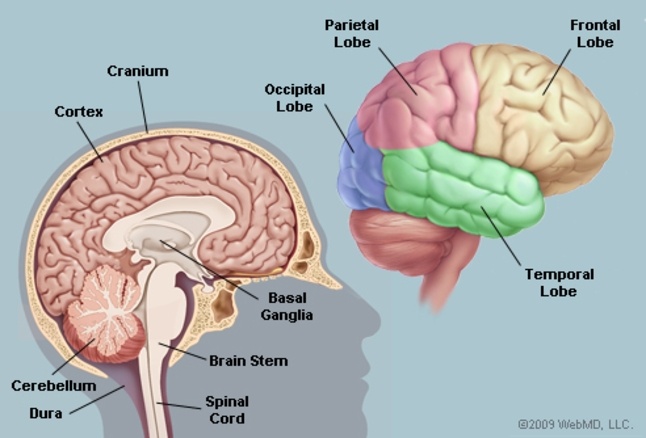 brain brain
