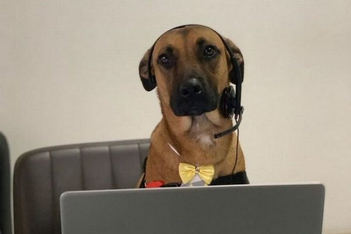 dog gets job dog gets job