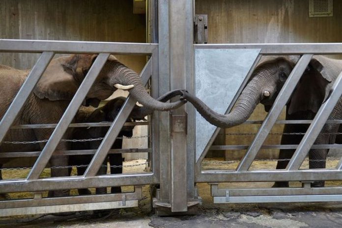 elephant elephant