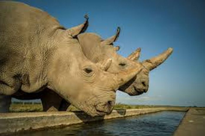 white rhinos white rhinos