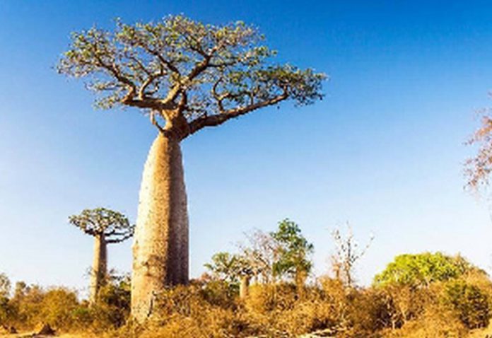 The Baobab tree The Baobab tree