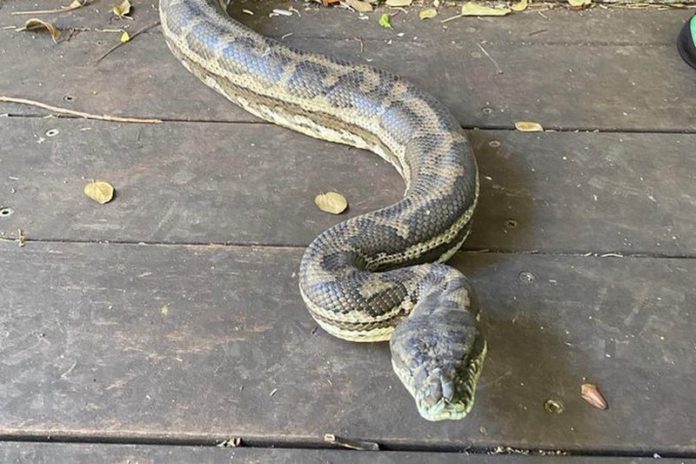 snake snake