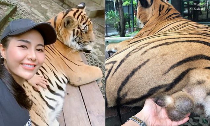 tiger tiger