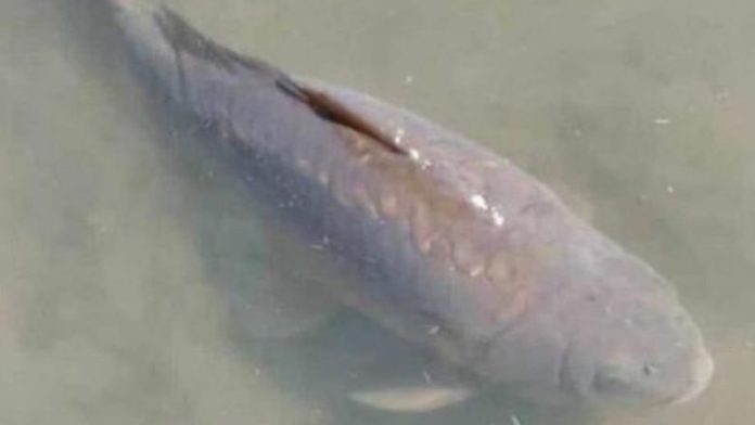 Zambia fish
