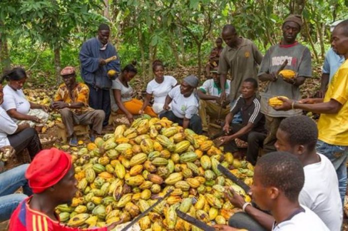 Cocoa farmers coca farmers
