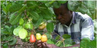 Cashew Farmers