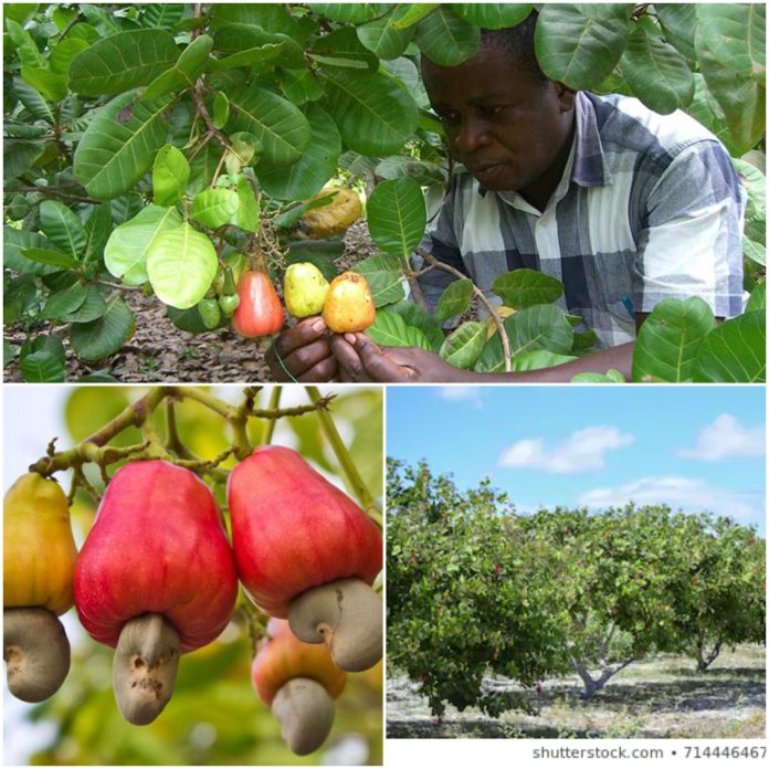 Cashew Farmers Cashew Farmers