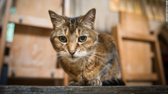 Cat
