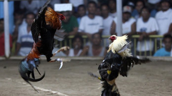 Cock fight