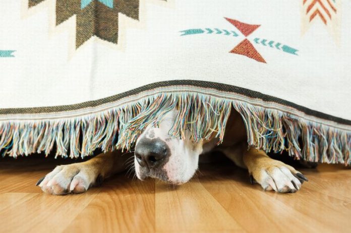 Dog Dog