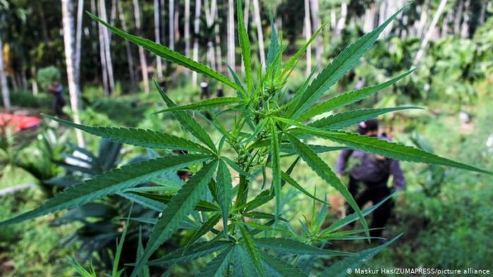 marijuana marijuana