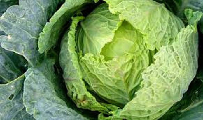 cabbage cabbage