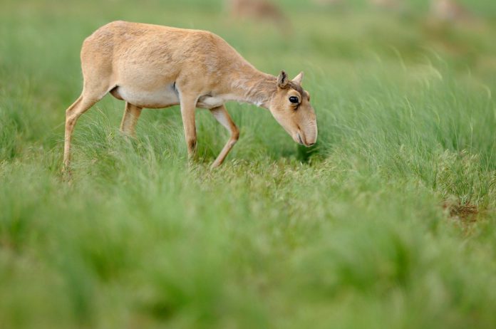 Antelope (Copy)