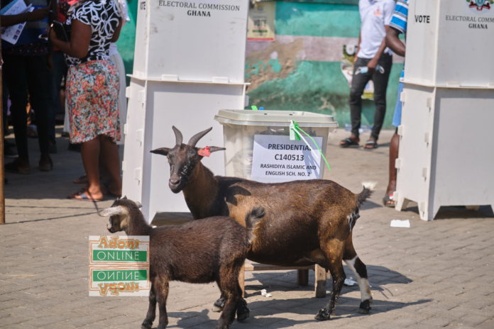 It was such a funny sight to behold at Rashidiya Islamic and English School No 2 in Accra when some goats paraded the grounds of the polling centre whiles electorate voted. Photo by Sammy Moore | Adomonline.com Goat