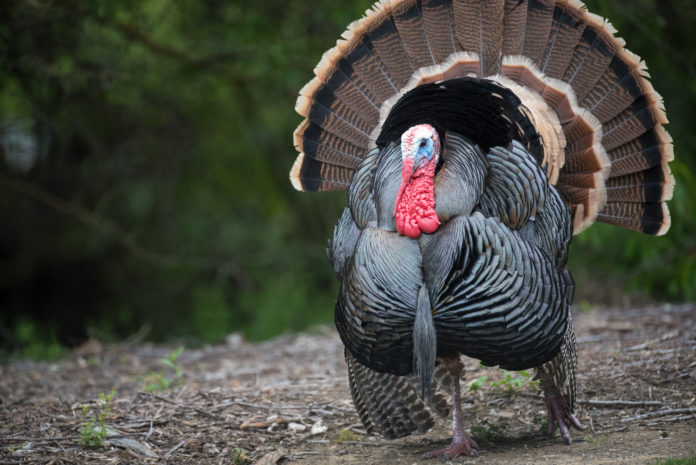 Turkey