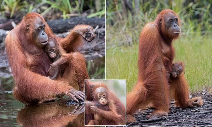monkey monkey