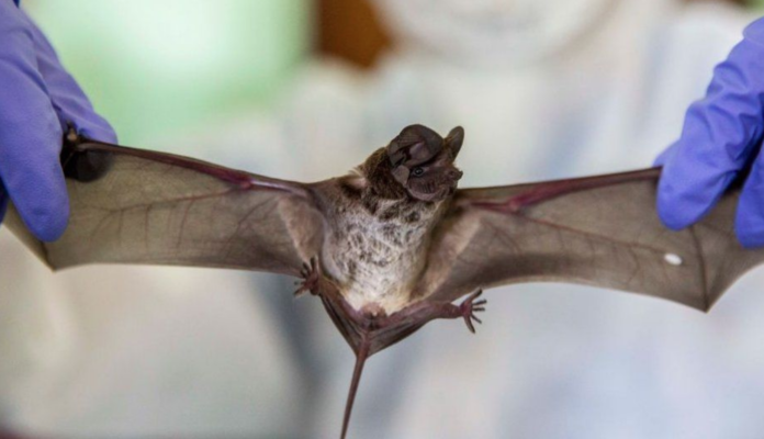 Bats can harbour viruses Bats can harbour viruses