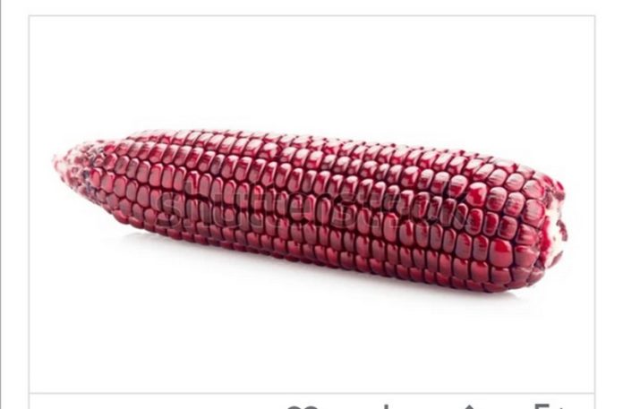 'Abele Azani', the red maize 'Abele Azani', the red maize