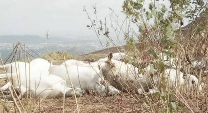 Cow