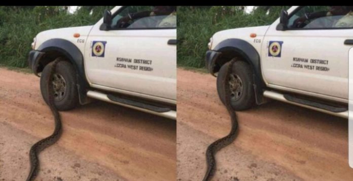 Snake under ECG patrol car