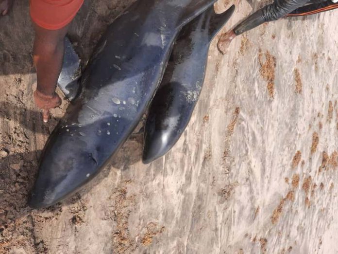 dead dolphins washed ashore coasts dead dolphins washed ashore coasts