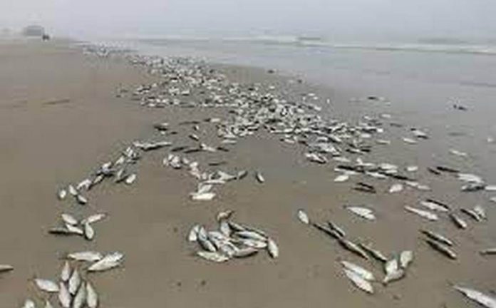 dead fishes dead fishes