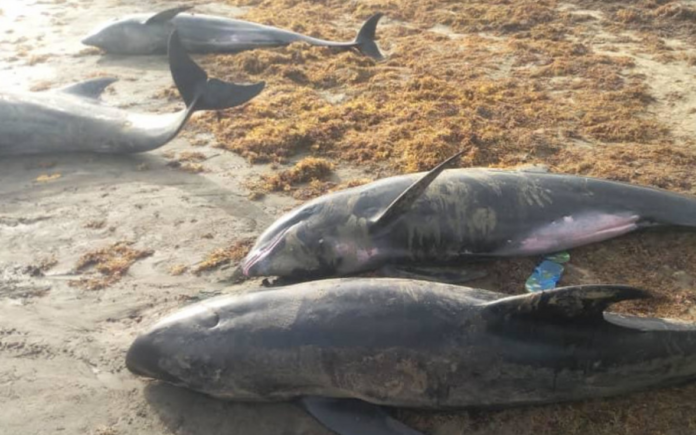 Dolphins washed ashore Dolphins washed ashore died from stress factors – Preliminary investigations