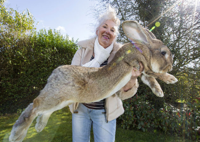 Annette Edwards with Darius, her continental giant rabbit – she has offered a £1,000 reward for his return Annette Edwards with Darius, her continental giant rabbit – she has offered a £1,000 reward for his return