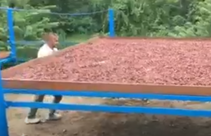 China's growing cocoa industry