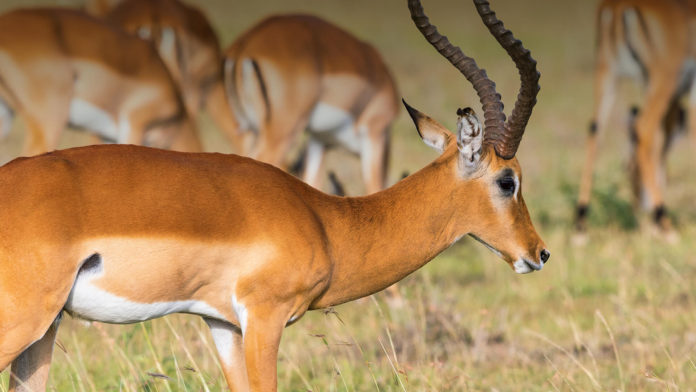 Antelope